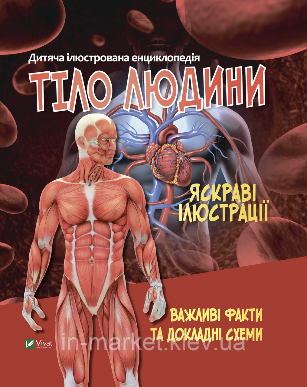 Тіло людини Віват