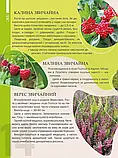 Перлини природи України Станкевич Т.О. Талант, фото 4