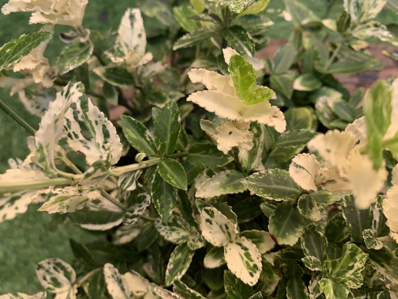 Бересклет Форчуна Арлекин Rovinsky Garden Euonymus Fortunei Harlequin ...
