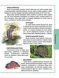 Тварини  Енциклопедії для допитливих Жабська Т.С. Талант, фото 5
