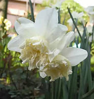 Цибулини тюльпанів Нарцис корончатий з махровий короною White Marvel