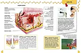 Про тіло людини  Енциклопедії для допитливих Жабська Т.С. Талант, фото 4