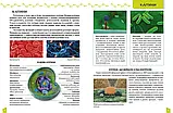 Про тіло людини  Енциклопедії для допитливих Жабська Т.С. Талант, фото 5