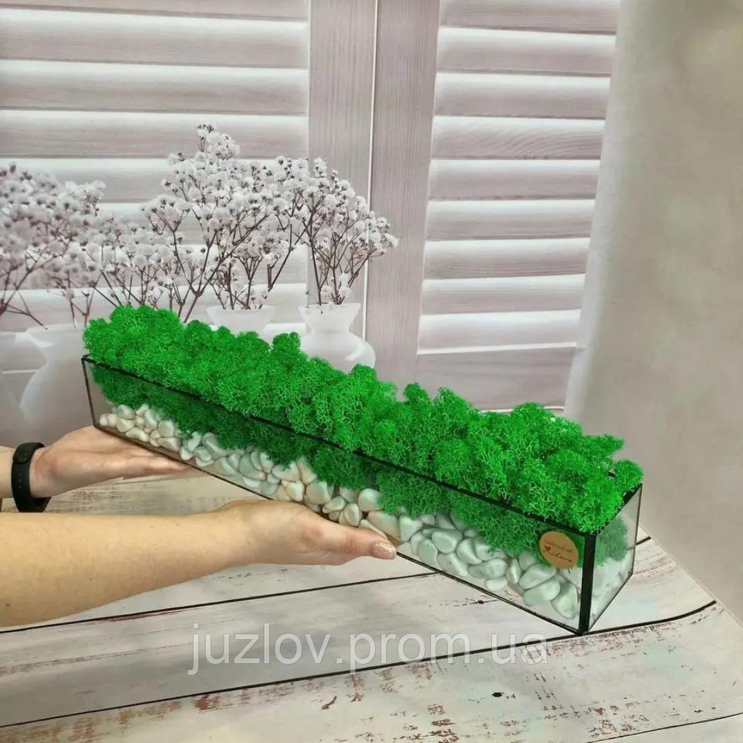 Моссариум флорариум стеклянный со стабилизированным мхом и камнями 70*7 ...