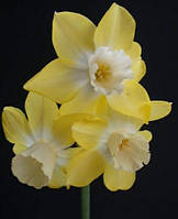 Цибулинна рослина Нарцис багатоквітковий Pipit