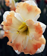 Цибулинна рослина Нарцис спліт Сім Laude