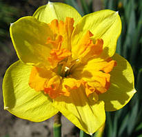 Цибулинна рослина Нарцис спліт Mondragon