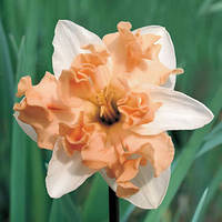 Цибулинна рослина Нарцис спліт Walz