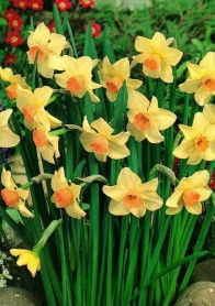 Нарцис мініатюрний Bell Song цибулина (1 шт.)