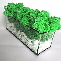 Моссариум флорариум бесшовный стеклянный со стабилизированным мхом и камнями 20*7*7 см светло зеленый