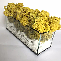 Моссариум флорариум бесшовный стеклянный со стабилизированным мхом и камнями 20*7*7 см желтый