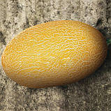 Диня Берегиня, насіння 2 г, фото 2