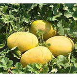 Диня Берегиня, насіння 2 г, фото 3