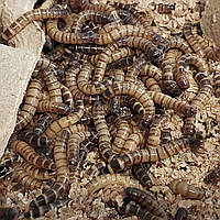 Зофобас, Zophobas morio 100шт Кормові комахи для рептилій, птахів, павуків, комахоїдних тварин