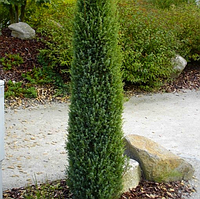 Саженцы Можжевельника обычного Хиберника (Juniperus communis Hibernica) горшок 2л