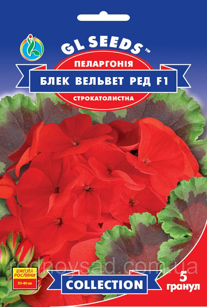 Паларгонія Блек Вельвет Ред F1 насіння (5 шт.) герань калачики, Collection, TM GL Seeds