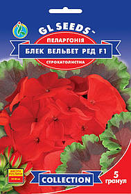 Паларгонія Блек Вельвет Ред F1 насіння (5 шт.) герань калачики, Collection, TM GL Seeds