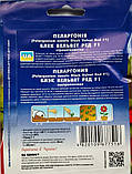 Паларгонія Блек Вельвет Ред F1 насіння (5 шт.) герань калачики, Collection, TM GL Seeds, фото 3