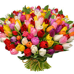 Тюльпани МІКС(10 шт.)