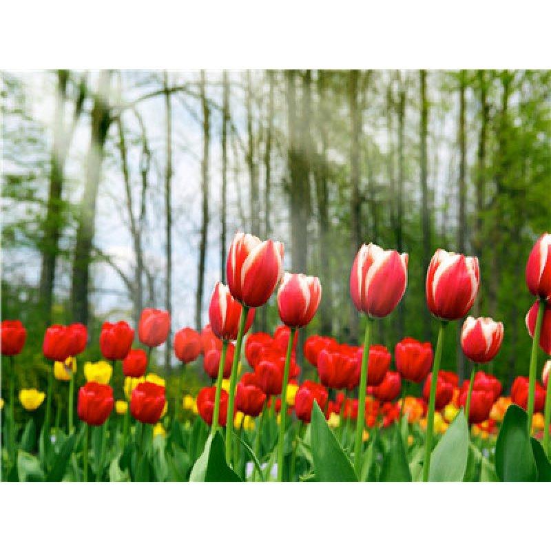 Картина за номерами 40х50 см DIY (без коробки) Тюльпани (Y5032_O), фото 1