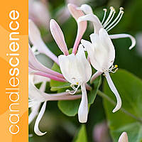 Аромаолія Candle Science Жимолость Жасмин (Honeysuckle Jasmine) США для свічок та мила 30 г