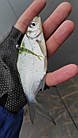 Flit 1.5" (41 мм) 10 шт. Силікон FishUp col. 074, фото 3