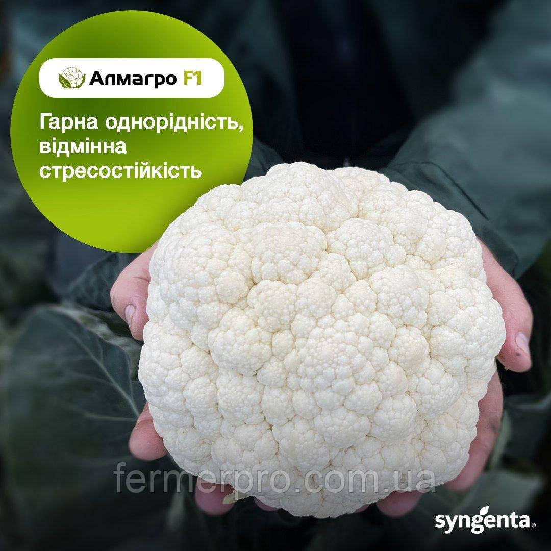 Насіння цвітної капусти Алмагро F1, 2500 насінин, Syngenta