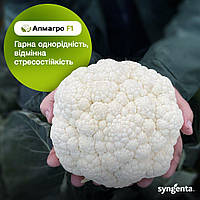 Семена цветной капусты Алмагро F1, 2500 cемян, Syngenta
