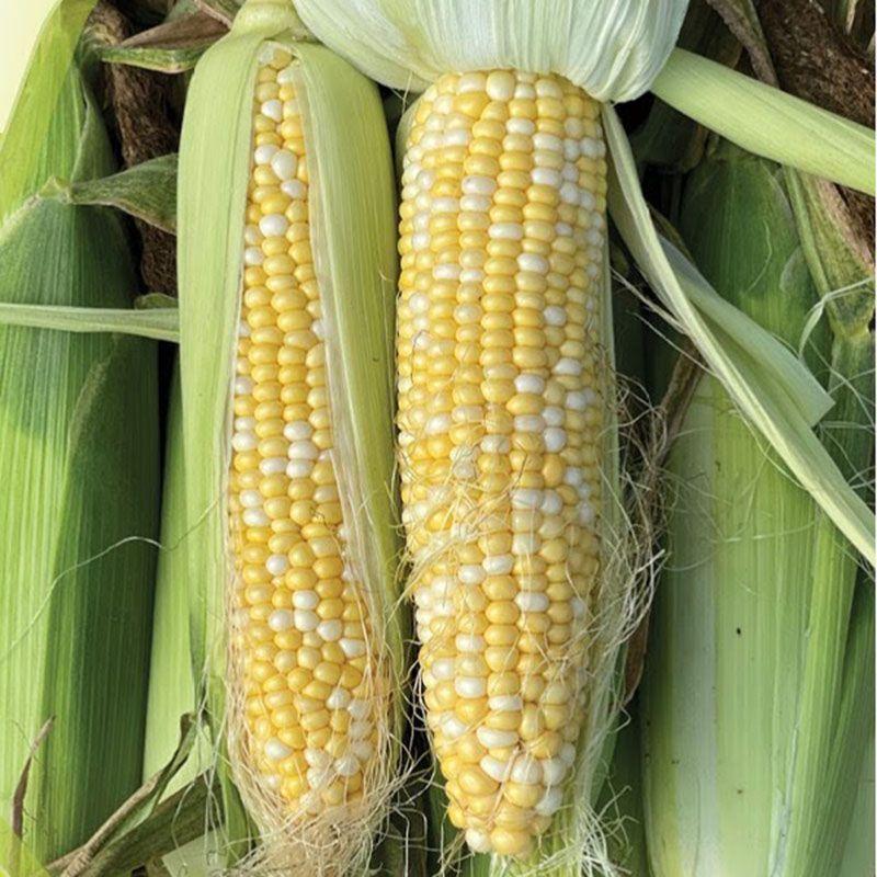 БСС 1075 F1 (5000 нас.) насіння кукурудзи солодкої Syngenta