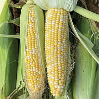 ВSS 1075 F1 (5000 нас.) насіння кукурудзи солодкої Syngenta
