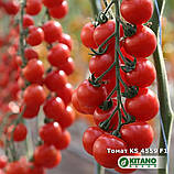 Ітіро KS 4559 F1 (100 нас.) насіння томату чері Kitano, фото 2