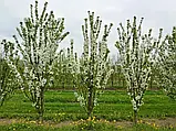 Черешня колоновидная ЯХИМ Среднего срока созревания (двухлетний), фото 2