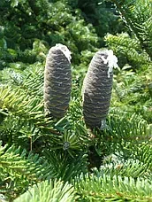 Ялиця бальзамічна  Abies balsamea, h=60-80см.