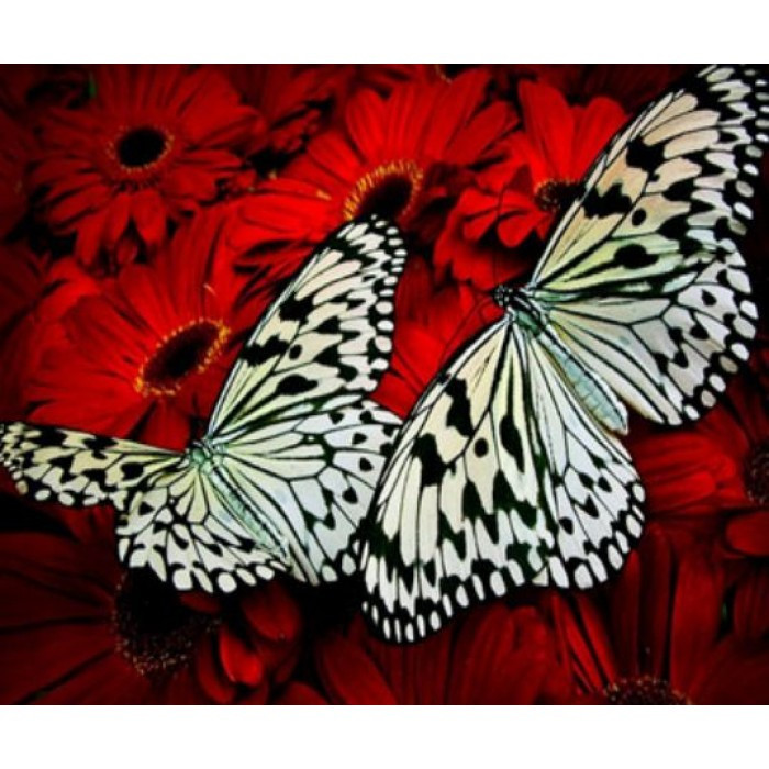 Картина за номерами 30х40 см DIY (без коробки) Метелики (EKTL1575_O)