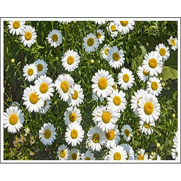 Картина за номерами 30х40 см DIY (без коробки) Ромашки (EKTL1740_O)