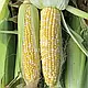 Насіння кукурудзи цукрової БСС 1075 F1, BSS 1075, (біколор),5 000 насінин, Syngenta, фото 2