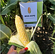 Насіння кукурудзи цукрової БСС 1075 F1, BSS 1075, (біколор),5 000 насінин, Syngenta, фото 6