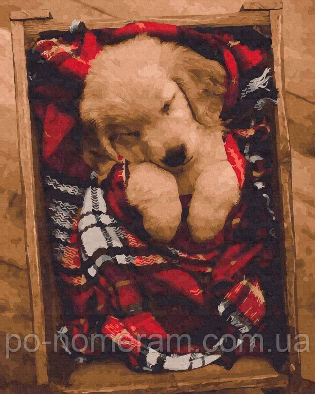 Акційна Картина за номерами Цуценя (BK-GX45058) 40 х 50 см, фото 1