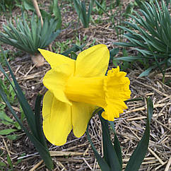Нарцис трубчастий жовтий, Gigantic Star (Гігантик Стар), цибулина.