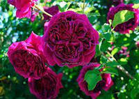 Троянда William Shakespeare англійська паркова C4_350A