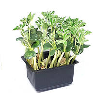 Семена Люпин микрозелень | беби листья (import)