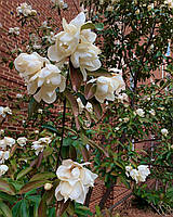 Магнолія "Eternal Spring". Магнолія "Вічна весна". Magnolia Laevifolia×maudiae "Eternal Spring".