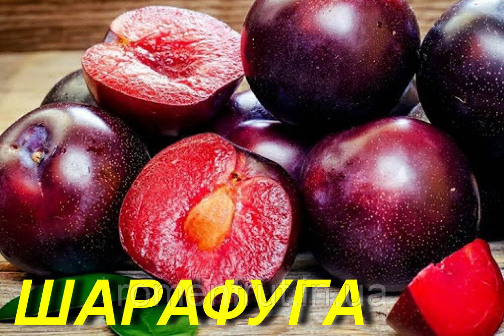 Слива "Блю Фрі"