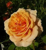 Троянда Charles Austin англійська паркова C4_250 A