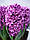 Гіацинт Miss Saigon 14/15 цибулина (1 шт.), фото 4