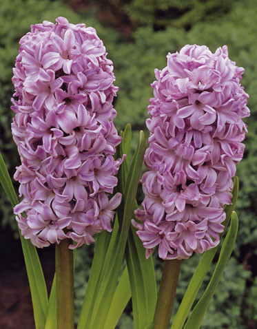 Гіацинт Splendid Cornelia цибулина (1 шт.), фото 1