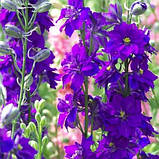 Дельфініум Аякса суміш, насіння 0,2 г, фото 4