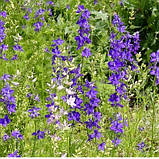 Дельфініум Аякса суміш, насіння 0,2 г, фото 3