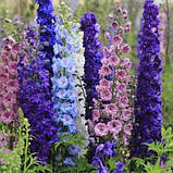 Дельфініум Аякса суміш, насіння 0,2 г, фото 2
