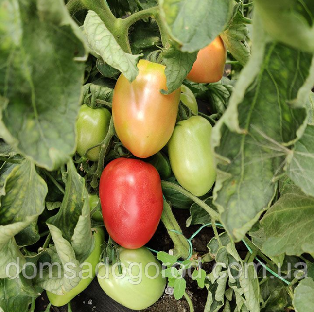 Пінк Крос F1 LibraSeeds 1000 насінин